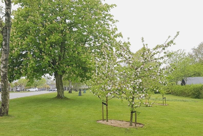 Fredensbjergparken