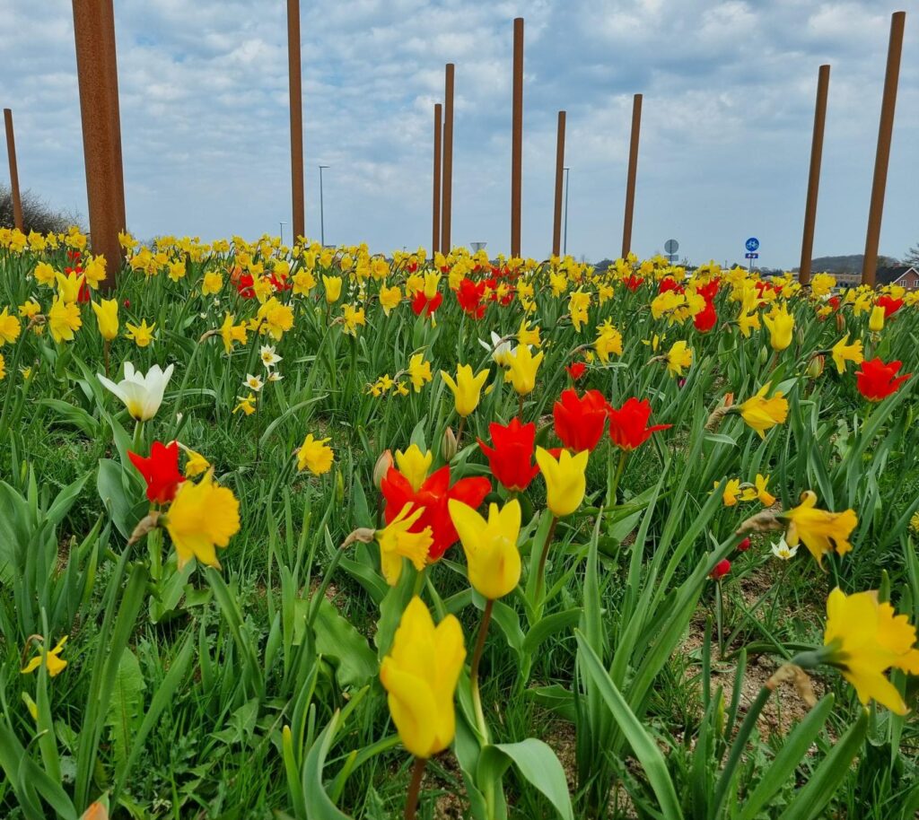 Forårsblomstrende løg